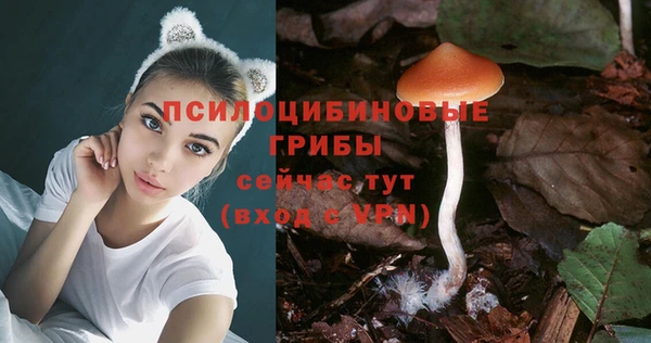 прущие грибы Баксан